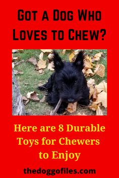 there are 8 adorable toys for chewrs to enjoy on the doggollies com