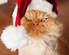 an orange and white cat wearing a santa hat