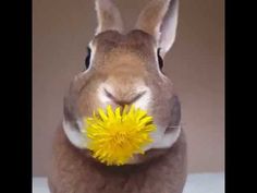 a rabbit with a yellow flower in its mouth