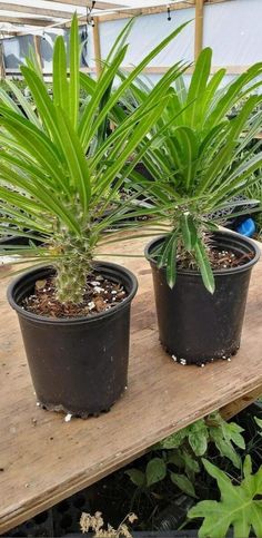 three potted plants sitting on top of a wooden table