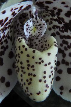 the inside of a white and black flower with spots on it's petals,