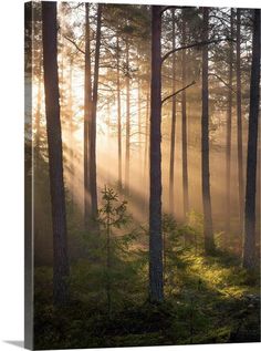 the sun is shining through the trees in the forest