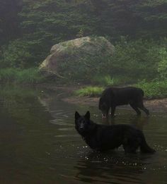 two black dogs are wading in the water