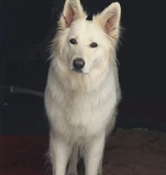 a white dog standing on top of a rug next to a black wall and floor