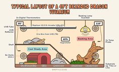 the typical layout of a pet bedded dragon via wikimon info source for information