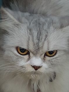 a close up of a cat with yellow eyes