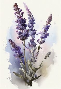 watercolor painting of purple flowers on white background