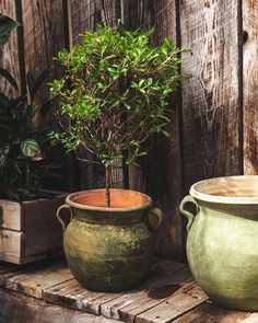 two potted plants sitting next to each other