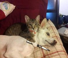 a dog and cat laying on top of a bed with a knife in their mouth