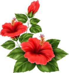 two red flowers with green leaves on a white background