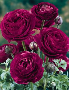 a bunch of red flowers that are in a vase