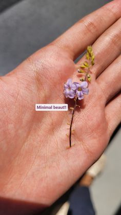 a person's hand holding a tiny flower with the word minimal beauty on it