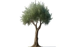 an olive tree is shown on a white background with clipping path to the top