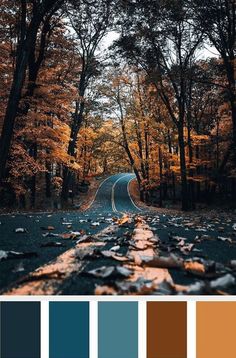 an empty road surrounded by trees in the fall with oranges and browns on it