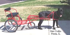 a black dog standing next to a red horse drawn carriage