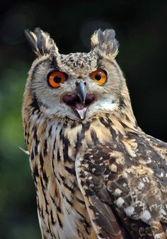 an owl with orange eyes is looking at the camera