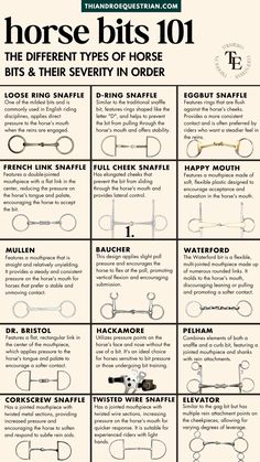 horse bits 101 the different types of horse bits and their serity in order info sheet