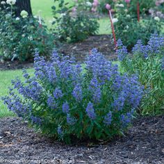 some purple flowers are growing in the garden