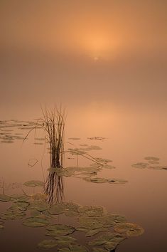 the sun is setting over water with lily pads and reeds in the foreground