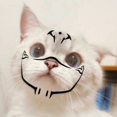 a white cat with an angry expression drawn on it's face