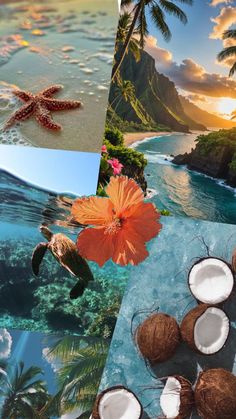 the collage shows coconuts, starfish and other tropical scenes