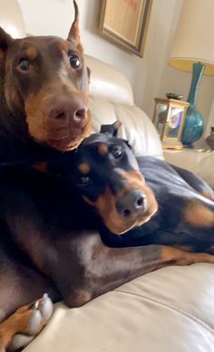 two dogs laying on top of each other on a couch