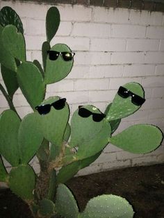 some green plants with sunglasses on them near a brick wall