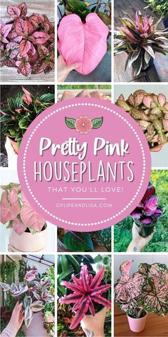 pretty pink houseplants that you'll love to have in your home and garden