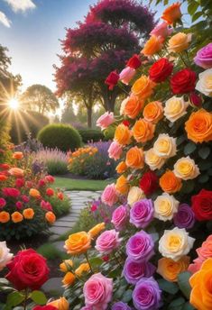 the sun shines brightly behind many colorful roses in a garden filled with flowers and greenery