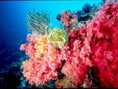 an underwater scene with corals and seaweed