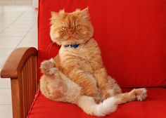 an orange cat sitting on top of a red chair with its paws in the air