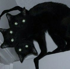 three black cats with glowing green eyes sitting on top of a wall