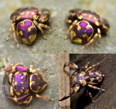 four different pictures of colorful bugs on the ground