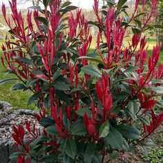 a bush with red flowers in the middle of a grassy area next to a rock wall