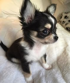 a small black and white dog sitting on top of a bed