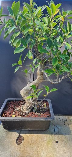 a bonsai tree in a black pot on a wooden table