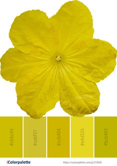 a yellow flower is shown in the color chart for this image, it's very bright