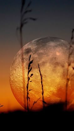 the full moon is seen through some tall grass at sunset in this photo, it appears to be overcast