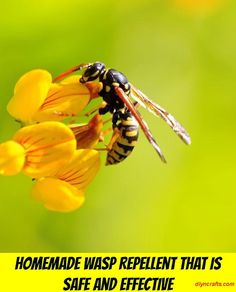 a bee on top of a yellow flower with the words homemade insect repellent that is