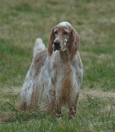 a brown and white dog standing on top of a grass covered field