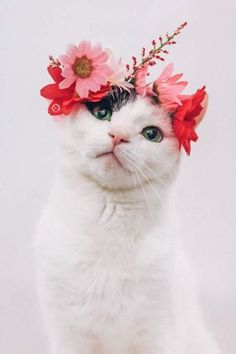 a white cat with flowers on its head and the caption is pinterest