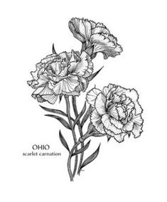 an ink drawing of two flowers with the words ohio in black and white on a white background