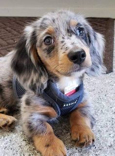 a small brown and black dog laying on the ground