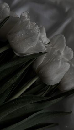 white tulips with water droplets on them are laying on a bed sheet in the dark