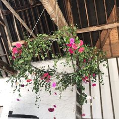 pink flowers are hanging from the roof of an old building with exposed rafters and wooden beams