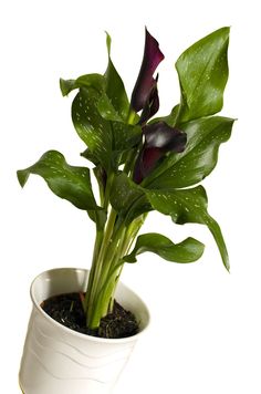 a potted plant with purple flowers and green leaves in it's white container