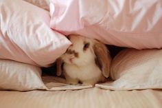 a small bunny is hiding under some pillows