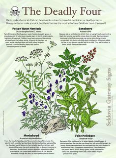 a poster with some plants and flowers on it's sides, including the words the deadly four