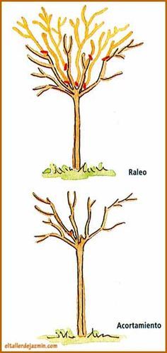 two different types of trees with leaves and branches labeled in spanish, the first one has red berries on it