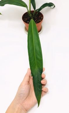 a person holding up a green leaf in front of a potted plant on a white table